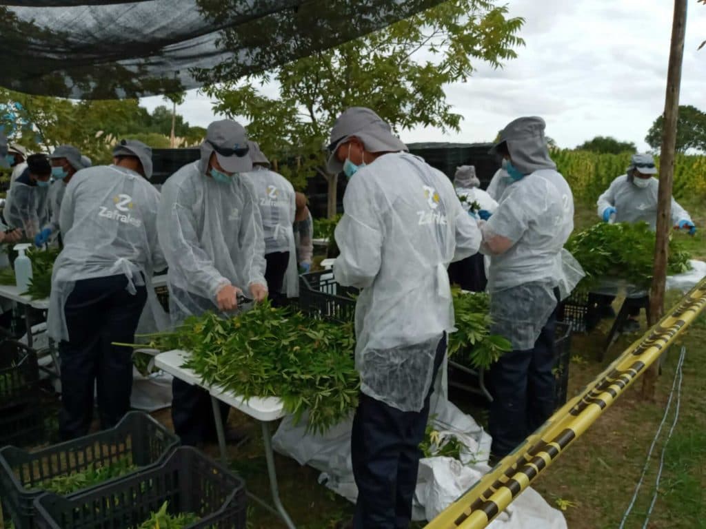 Trabajadores agropecuarios en campo