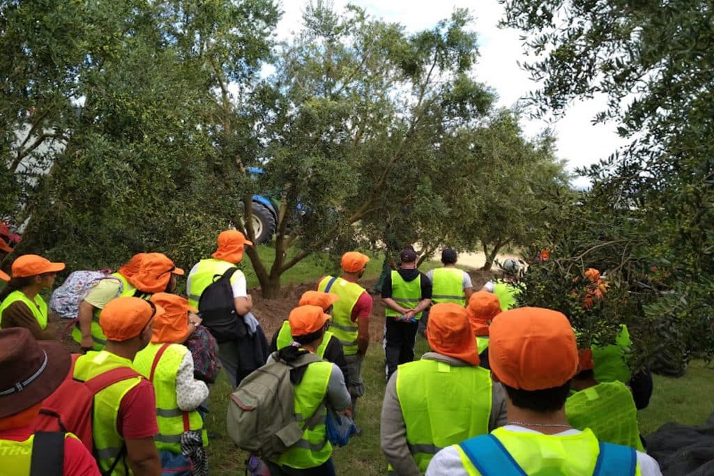 Cuadrilla de cosecha trabajando